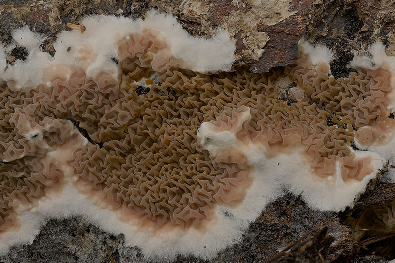 Serpula himantioides